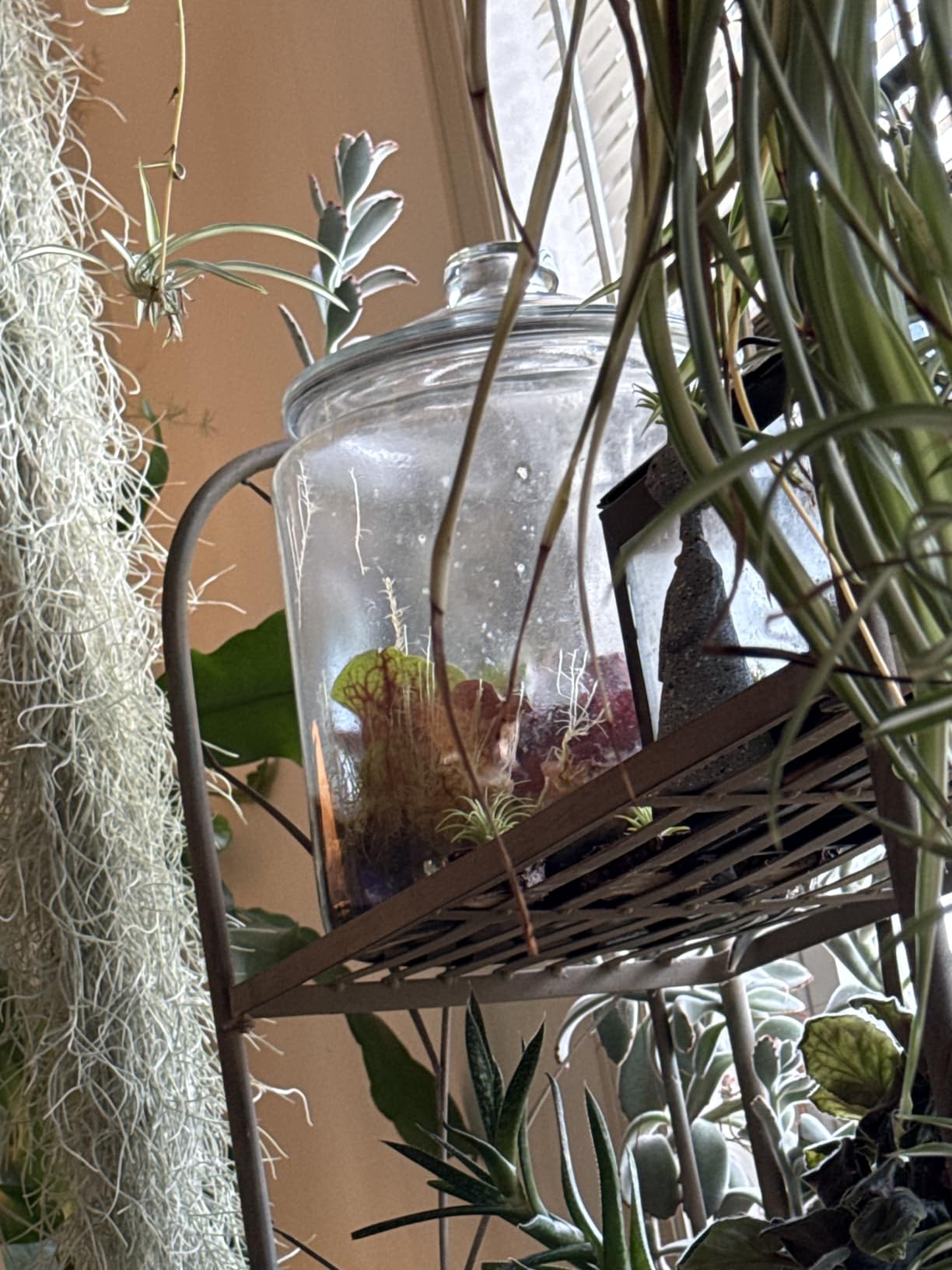 Anchor Hocking Heritage Hill 1 Gallon Glass Jar with Lid, Set of 2 customer photo 2