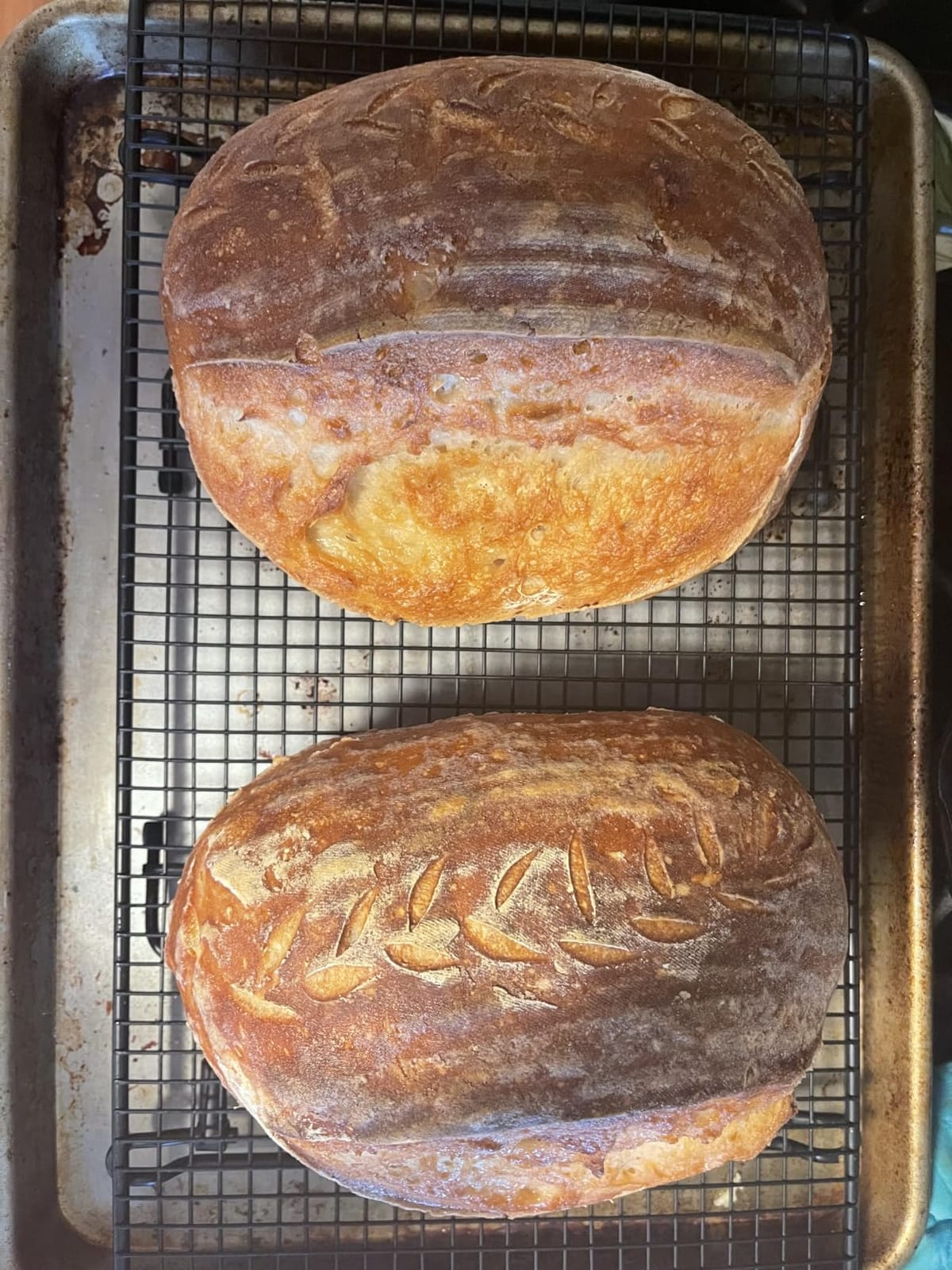 Brod & Taylor Banneton Batard 10