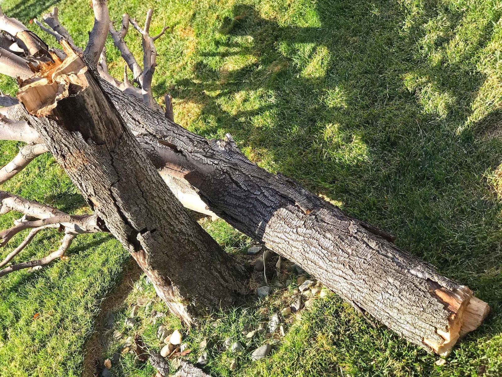 BLACK+DECKER Lopper Chain Saw, 4.5-Amp Pruner, Loppers for Tree Trimming Heavy Duty (LP1000) customer photo 2