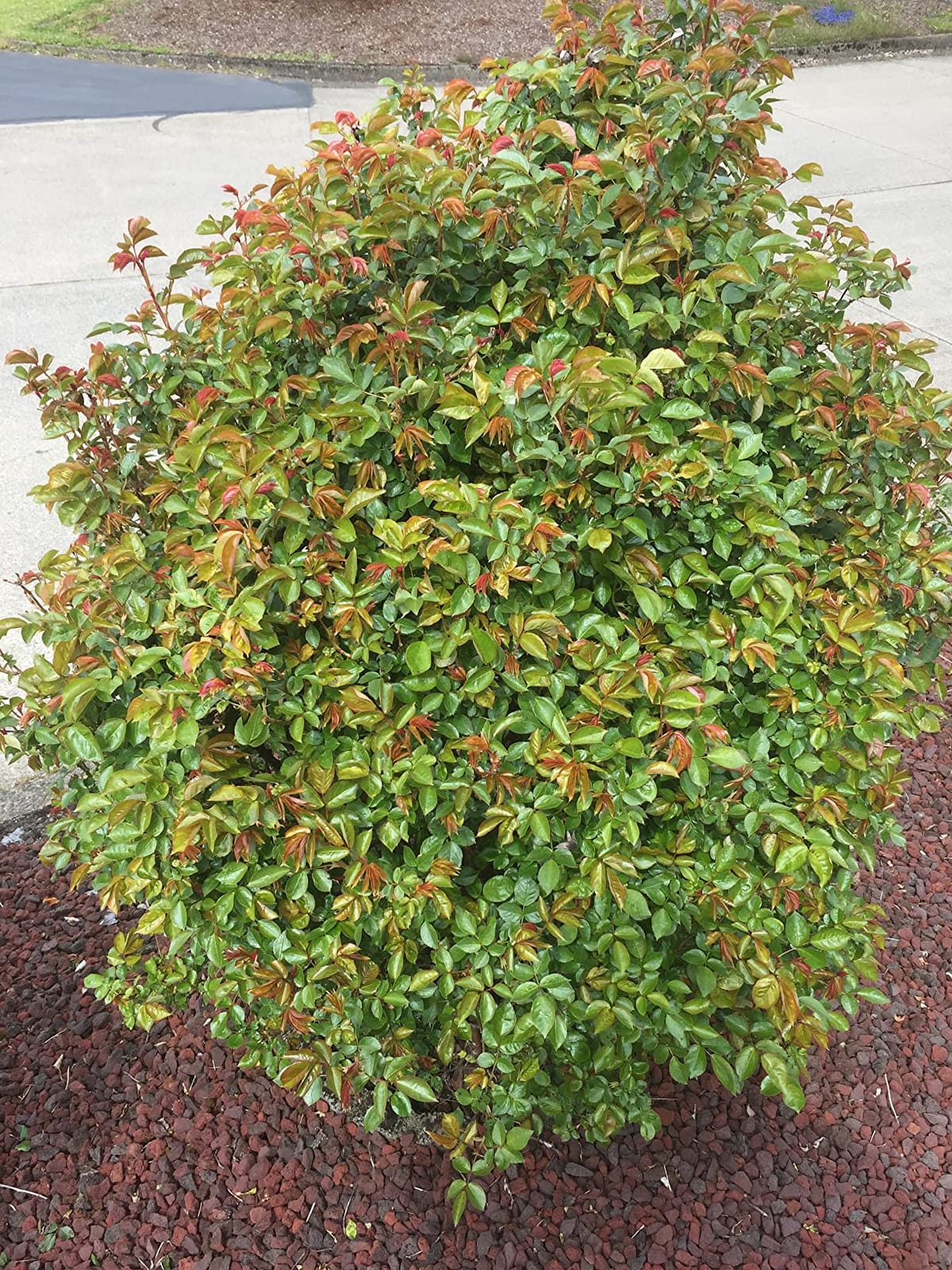 I Must Garden Deer Repellent: Powerful All-Natural Protection, 32oz Mint customer photo 1