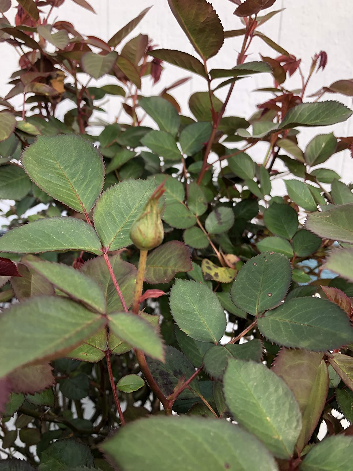 I Must Garden Deer Repellent: Powerful All-Natural Protection, 32oz Mint customer photo 2