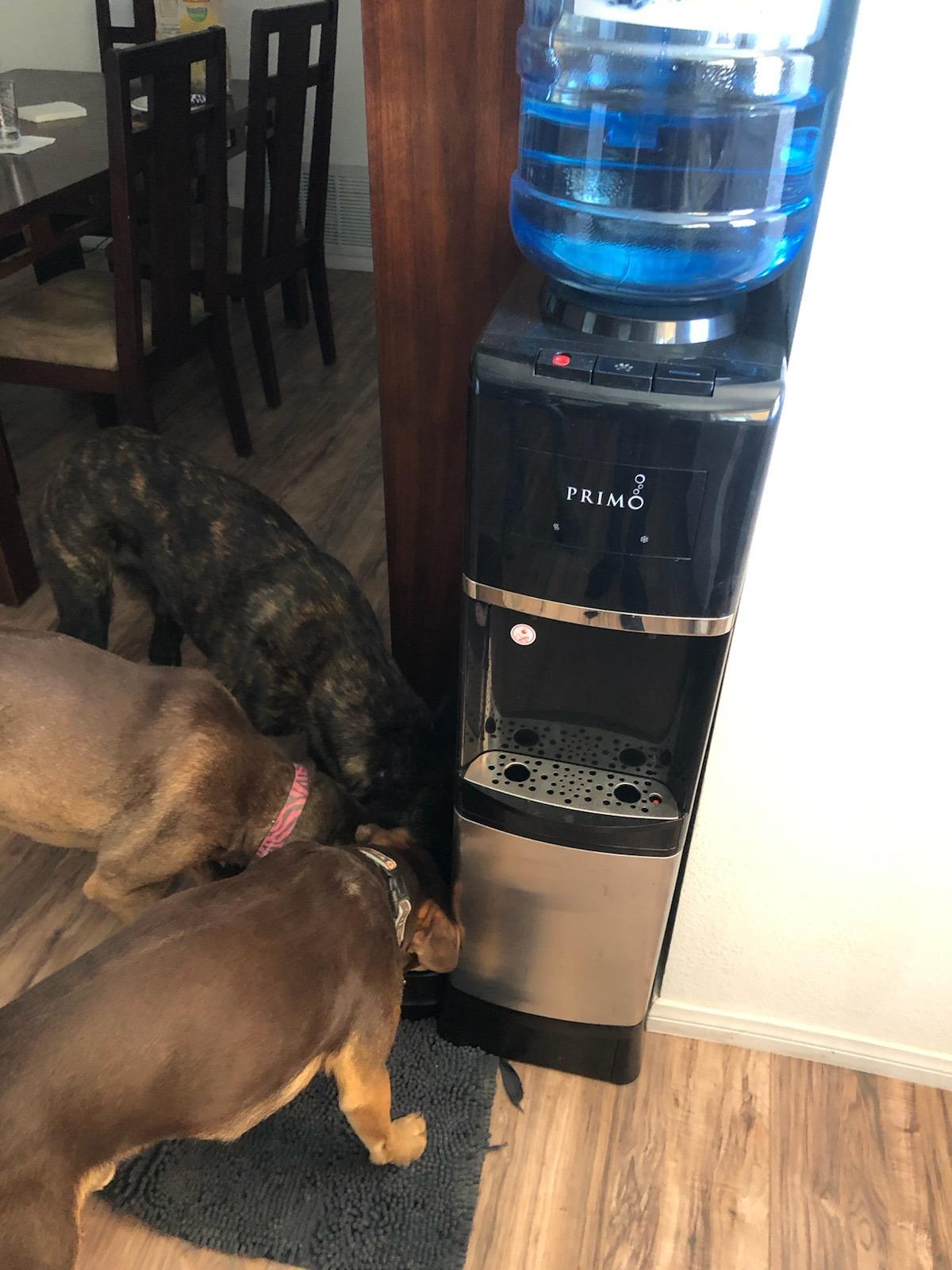 Primo Water Dispenser for 5 Gallon Bottle with Pet Drinking Station - Hot & Cold Top Loading Water Cooler Machine customer photo 1