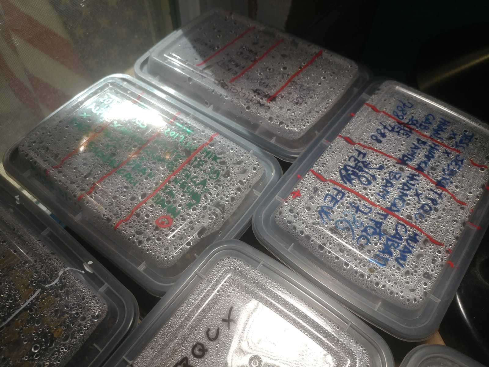 Meal Prep Containers, 50 Pack Extra-thick Food Storage Containers with Lids, Disposable & Reusable Plastic Bento Lunch Box, BPA Free, Stackable, Microwave/Dishwasher/Freezer Safe (24 oz) customer photo 2