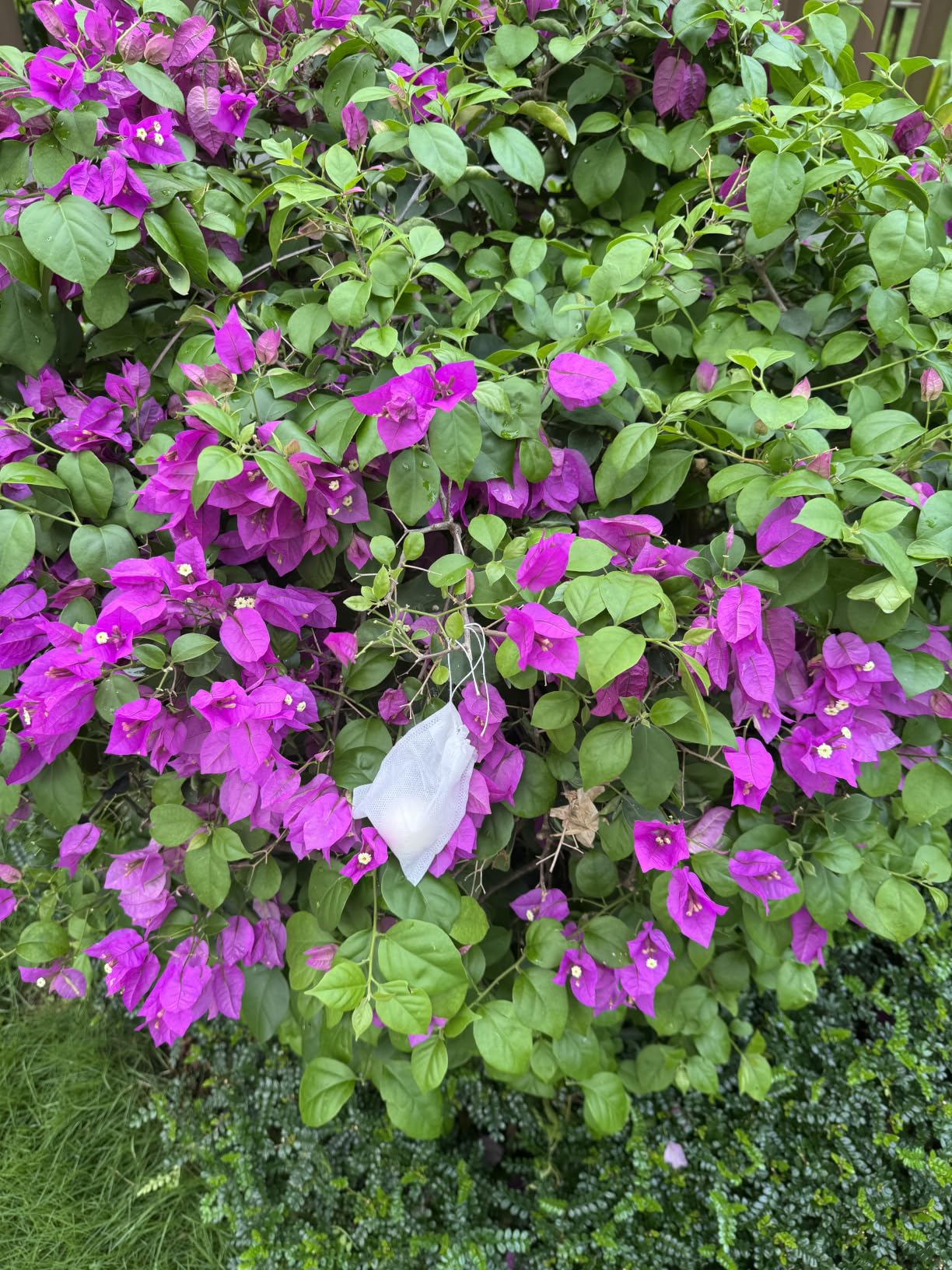 LAQDECDV Deer Repellent, Rabbit Repellent Outdoor, Deer Deterren for Yard & Garden, Bunny Repellent Balls, Keep Deer, Elk, Moose Away from Plant/Tree, Deer & Rabbit Repellant, 90 Days Protection-8P customer photo 2